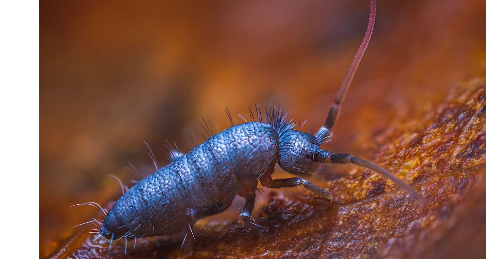 New genus of insect-like springtails discovered in China- Earth.com