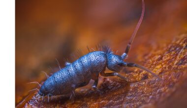 New genus of insect-like springtails discovered in China- Earth.com