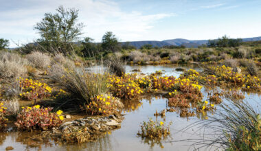 How COVID shutdowns led to a methane surge