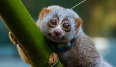 A radio-collared slow loris in Bangladesh.