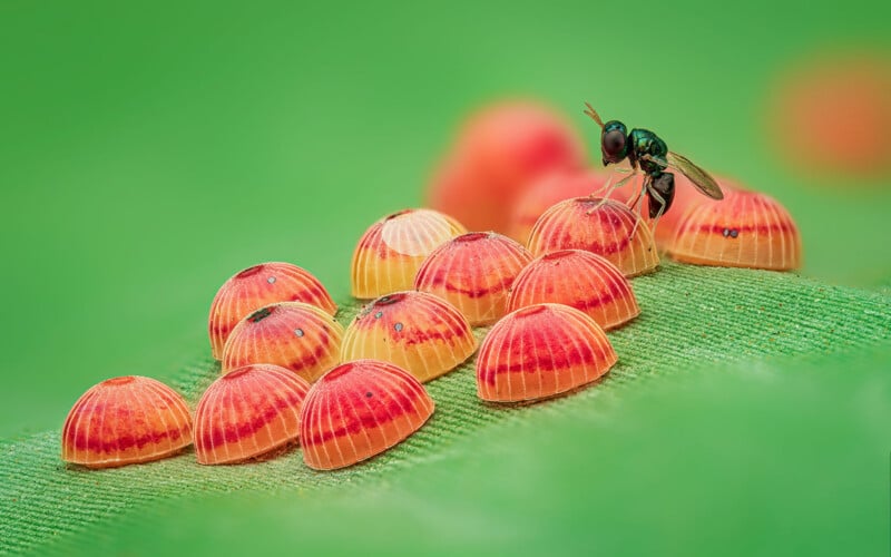 A small black insect stands on a cluster of dome-shaped, orange-red eggs arranged on a green leaf, with a softly blurred green background.