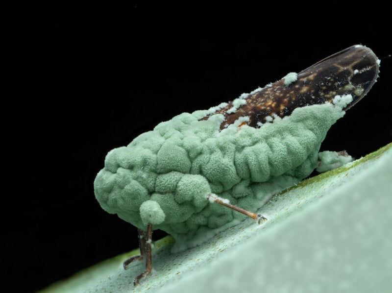 A close-up of an insect covered in a green, mold-like fungus, standing on a leaf against a black background. The fungus appears bumpy and textured, obscuring most of the insect’s body and legs.