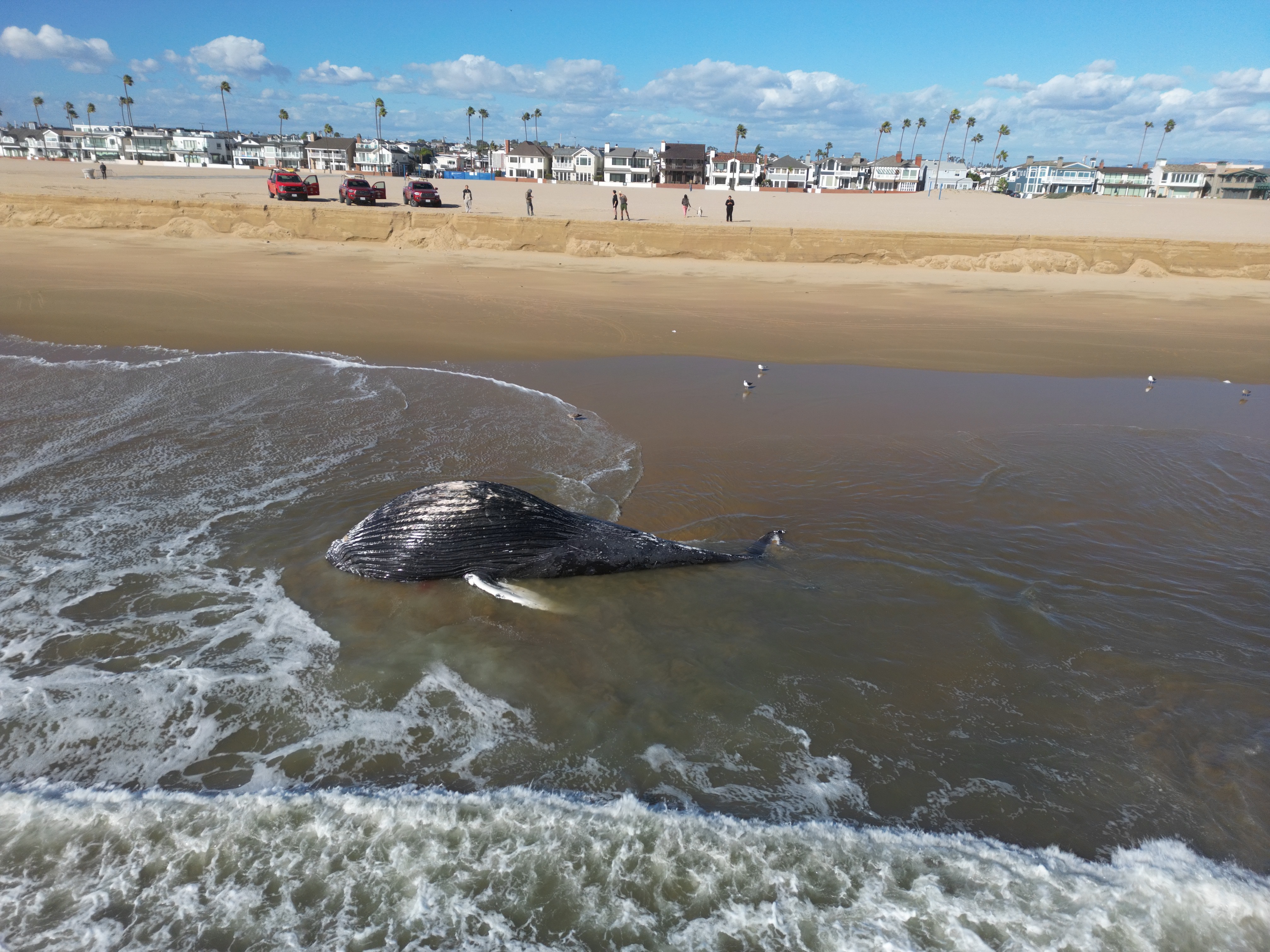 A dead whale washed up on the sand in Newport...