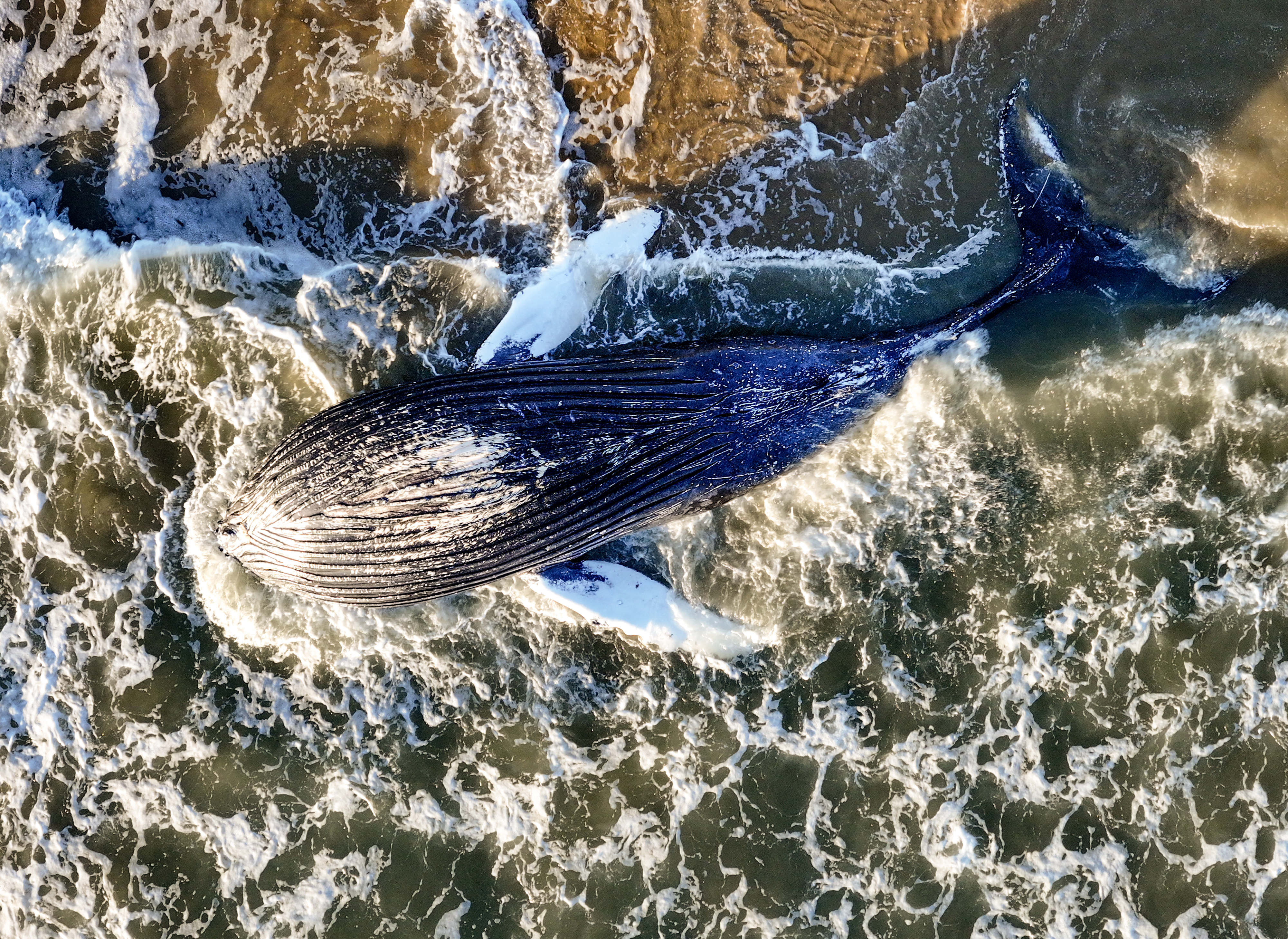 A dead sub-adult humpback whalefloats in the surf between 10th...