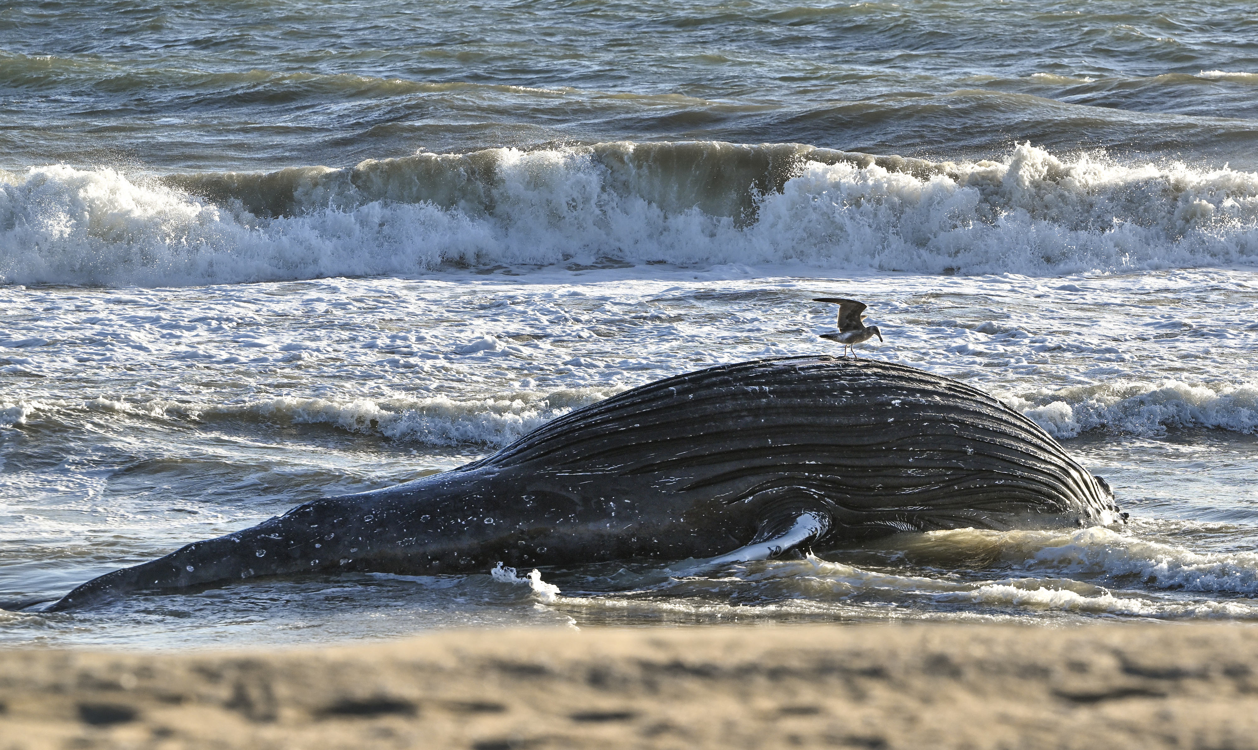 A dead sub-adult humpback whalefloats in the surf between 10th...