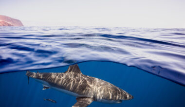 Rare great white spotting shows ‘ghost’ species still alive