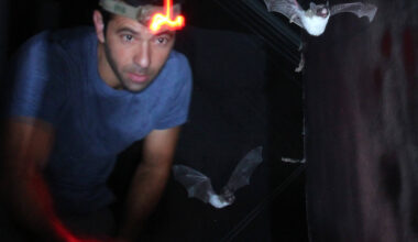 For Israel’s foremost chiropterologist, every bat is a mitzvah – The Forward