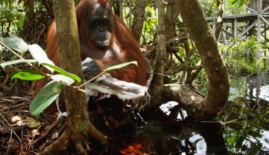 Orangutan washing with soap