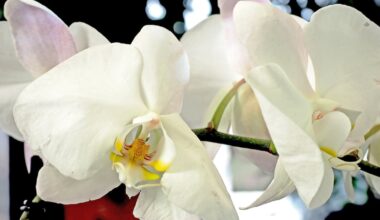 Taiwanese orchid extract shows promise for skin protection, brightening