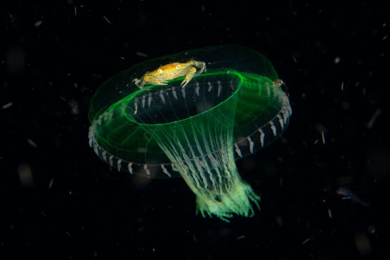 A small yellow crab rides on top of a translucent green jellyfish, floating in dark water with tiny particles scattered around them.