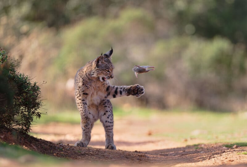 A wild lynx stands on a dirt path, mid-pounce, with an open mouth and one paw extended toward a small rabbit leaping through the air nearby. Bushes and blurred greenery fill the background.