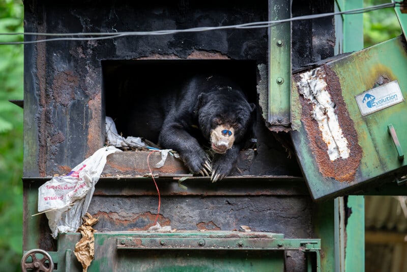 A bear with a pale snout lies inside a rusty metal chamber, surrounded by debris and a partially open door, appearing to peer out cautiously. Wires and greenery are visible in the background.