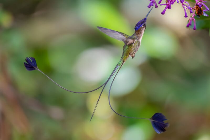 A long-tailed hummingbird with iridescent green and blue feathers hovers in midair, feeding from a purple flower, with a blurred green background.