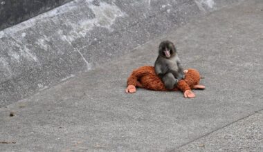 Punch the monkey could suffer heartbreaking fate, scientist reveals