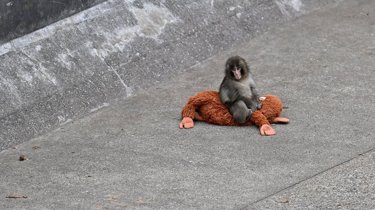Punch the monkey could suffer heartbreaking fate, scientist reveals