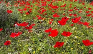 The Blogs: Post Traumatic Growth: Finding Transformation After Trauma | Rich Kirschen