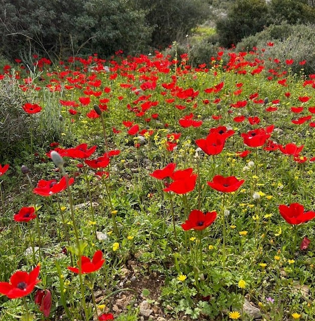 The Blogs: Post Traumatic Growth: Finding Transformation After Trauma | Rich Kirschen