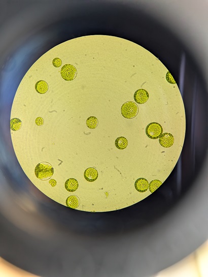As seen under a microscope, a plain yellow circle studded with greed dots. 