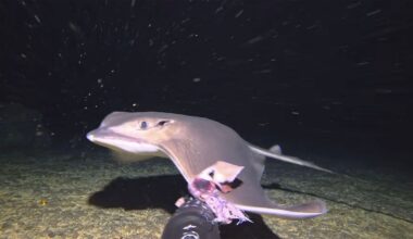 A stingray swims close to a diver’s camera at night underwater, with particles floating around and the seafloor visible in the background.