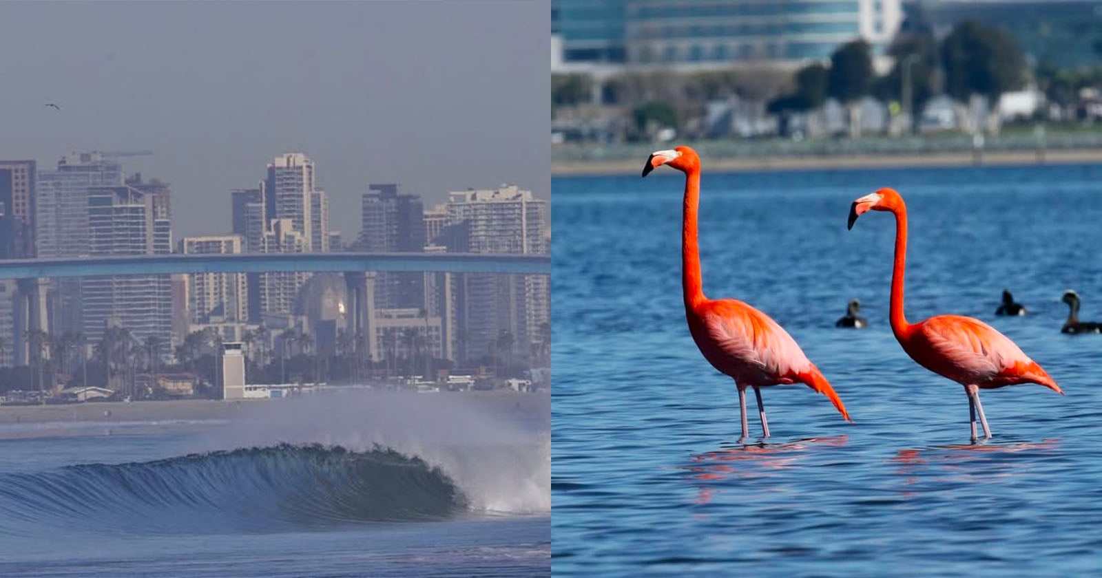 Split image: On the left, ocean waves with a city skyline and bridge in the background. On the right, two flamingos stand in shallow water with several ducks and blurred trees behind them.