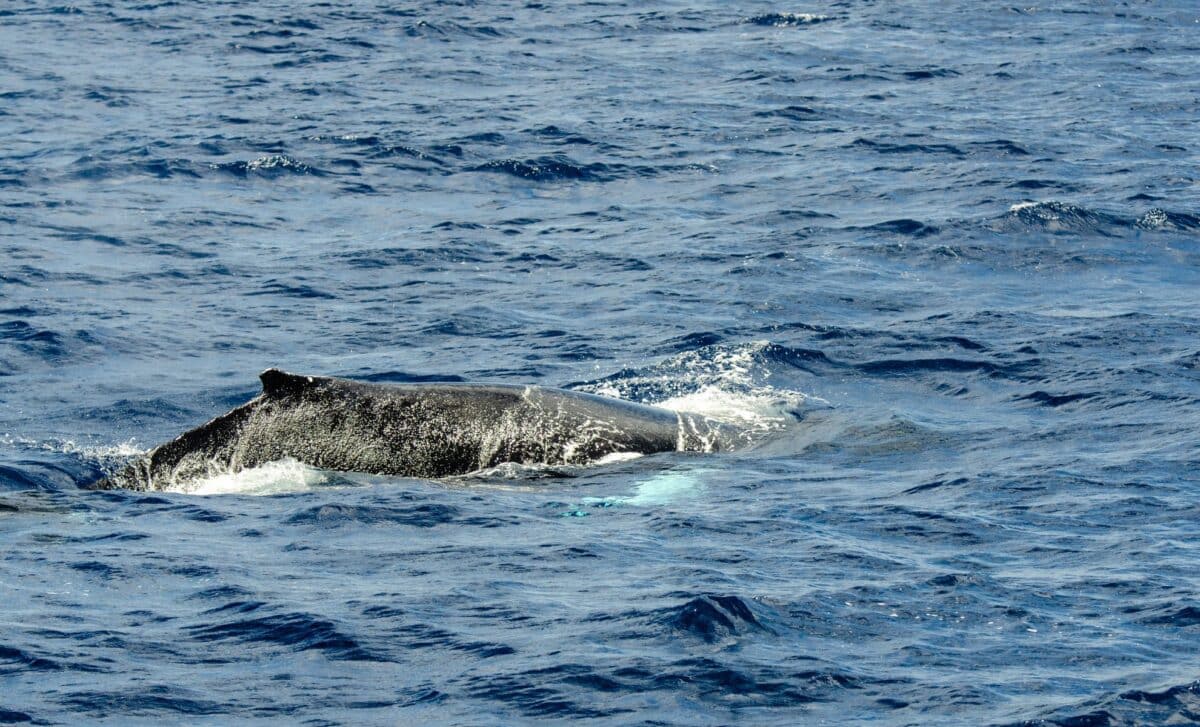 Rare Dolphin Sighting Off The Australian Shore, Here’s What Scientists Discovered