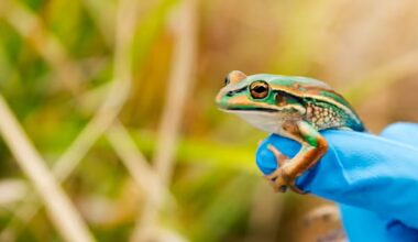 Frog Wiped Out by Disease Returns to the Wild With the Help of 'Frog Spas' and 'Frog Saunas'