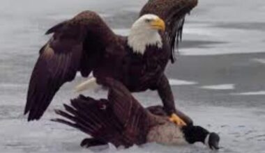 Digital diplomacy or sporting banter? After US hockey win, White House posts eagle towering over Canadian goose – Firstpost