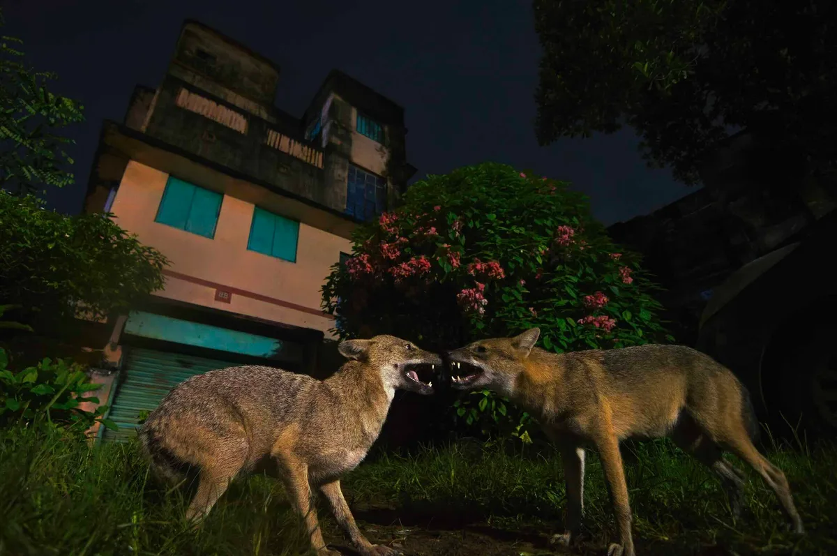 SILVER Arghya Adhikary_I am the boss