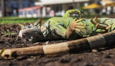 US deep freeze sends iguanas tumbling from trees across Florida, with some ending up