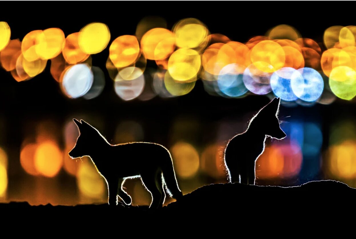 Arabian fox kits silhouetted against the lights of Kuwait city 