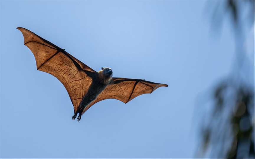 bat in air