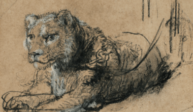 Rembrandt lion drawing fetches nearly €13 million for big cats