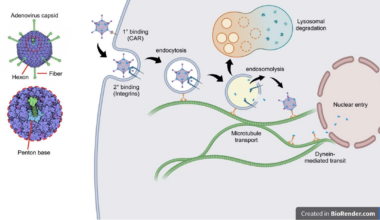 Reprogramming viral entry for precision therapeutics