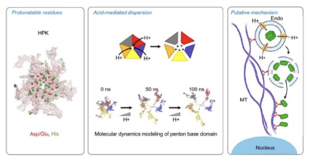 Fig. 4. Endosomolytic mechanism. Charged residues and histidines lining the solvent-exposed barrel of the HPK capsomere become protonated under increasingly acidic conditions, causing monomers to dissociate from one another by charge repellence, exposing hydrophobic domains that are likely to interact with endosomal membrane lipids and destabilize the endosomal membrane, allowing the escape of lumenal contents into the cytoplasm. Figures are reproduced from Alonso-Valenteen et al (2019) NAR with permission through the Creative Commons License.