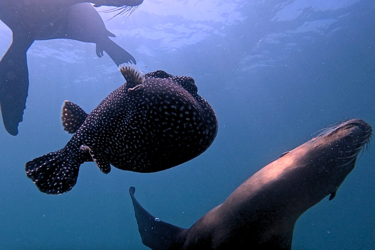 Sea lions and puffferfish