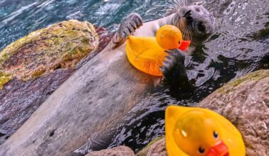 Reggae, a 33-year-old Atlantic Harbor seal, clutches a rubber duck during a training session at the New England Aquarium. (AP Photo/Charles Krupa)