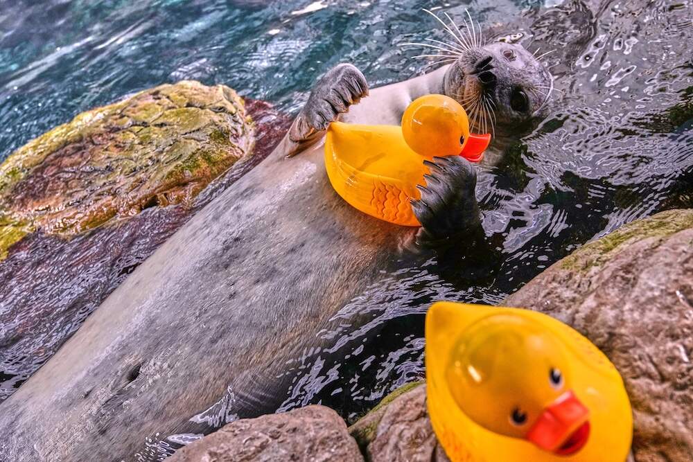 Reggae, a 33-year-old Atlantic Harbor seal, clutches a rubber duck during a training session at the New England Aquarium. (AP Photo/Charles Krupa)