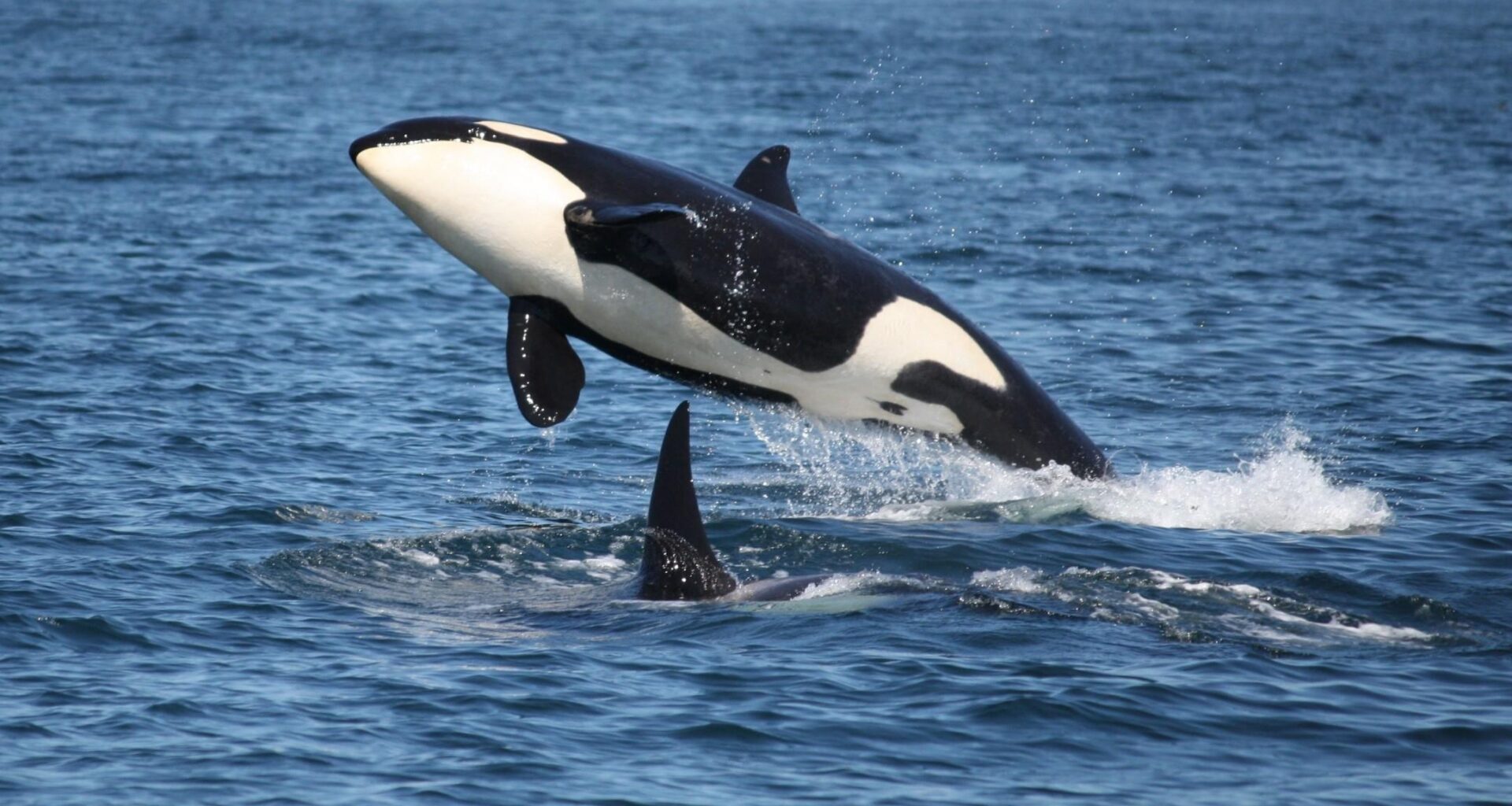 Killer whales don’t always drive white sharks away