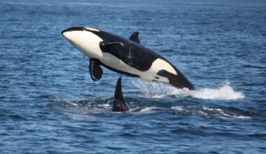 Killer whales don’t always drive white sharks away