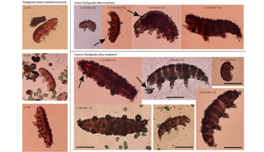 Short-term Survival Of Tardigrades In Martian Regolith Simulants