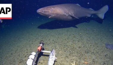 Researchers Capture the First-Ever Footage of a Shark in Antarctica