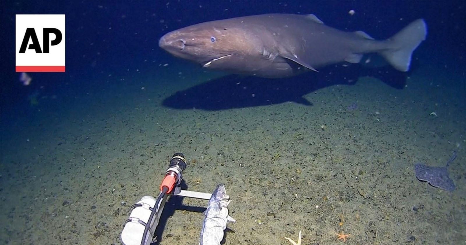 Researchers Capture the First-Ever Footage of a Shark in Antarctica