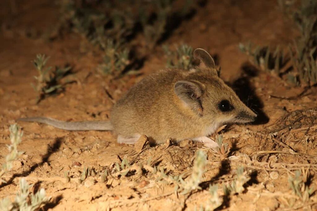Small desert mouse exploring sandy terrain with sparse vegetation at night.