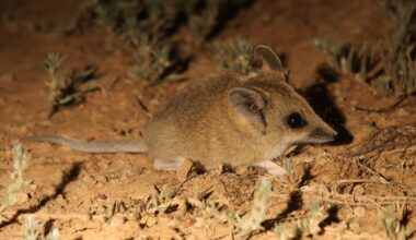 Tiny Dunnart Newborns, Each the Size of a Grain of Rice, Filmed for the First Time Making a Life-or-Death Climb to Their Mother's Pouch