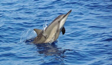E-waste chemicals found in Dolphin and Porpoise brains