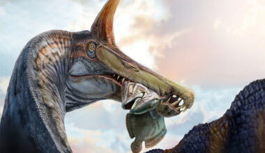 Scientists Unearth a Scimitar-Crested "Hell Heron" During a Daunting Sahara Desert Expedition