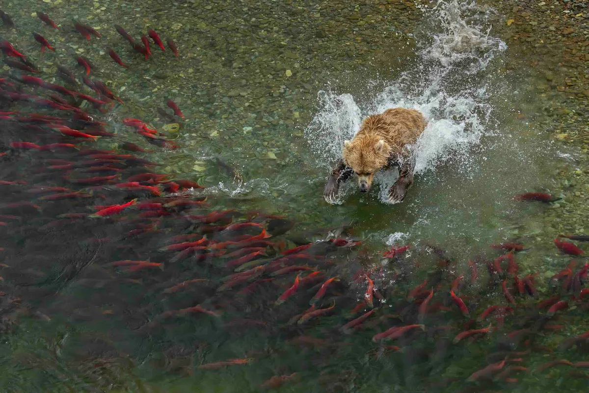 Splash Charlie Wemyss-Dunn