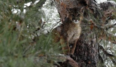Utah begins to cull mountain lions to 'study' the effect (Opinion)