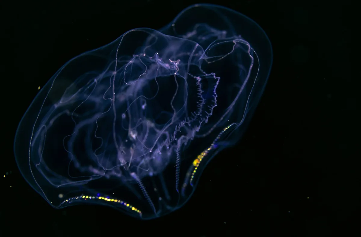 Thalassocalyce inconstans