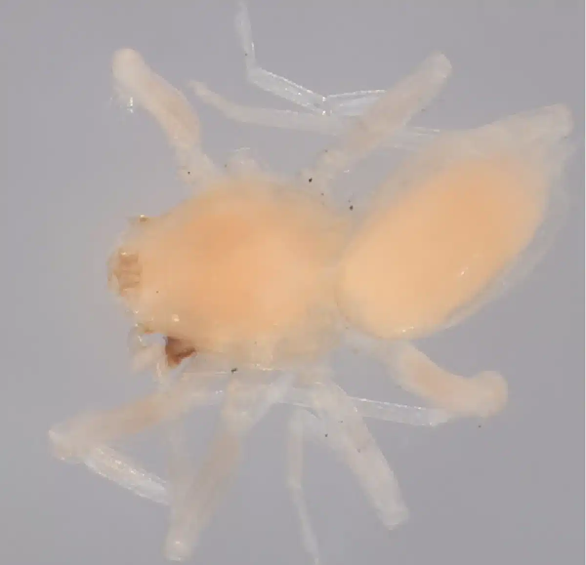 The Christy Jo Goblin Spider (ischnothyreus Christyjoae).